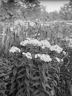 Blooming Prints: Cosgrave grounds, not before 1917. Creator: Arnold Genthe