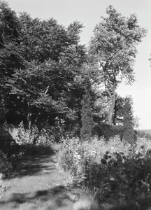 Garden Path Prints: Cosgrave grounds, not before 1917. Creator: Arnold Genthe