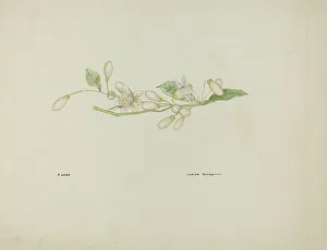 Costume Accessory (Orange Blossoms), c. 1937. Creator: Lyman Young