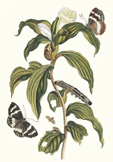 Plant Science Prints: Costus arabicus. From the Book Metamorphosis insectorum Surinamensium, 1705