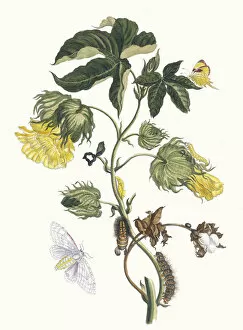 Botanical Illustration Gallery: Cotonier. From the Book Metamorphosis insectorum Surinamensium, 1705
