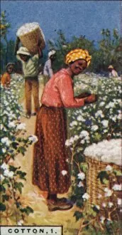 Cotton Field Gallery: Cotton, 1. - Picking Seed Cotton, W. Indies, 1928
