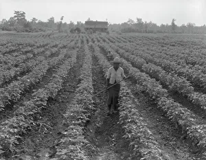Hoeing Prints: Cotton, Coahoma County, Mississippi, 1937. Creator: Dorothea Lange