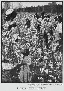 Jean Blackwell Hutson Division Prints: Cotton field, Georgia, 1911. Creator: Unknown