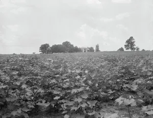 Antebellum Prints: Cotton field and plantation house, Macon County, Georgia, 1937. Creator: Dorothea Lange