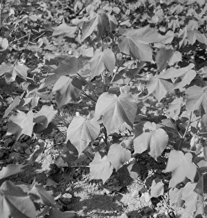 Crop Prints: Cotton, Georgia, 1937. Creator: Dorothea Lange