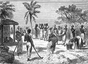 Plantation Worker Gallery: The Cotton Harvest; Rio De Janeiro and the Organ Mountains, 1875. Creator: Thomas Woodbine Hinchliff
