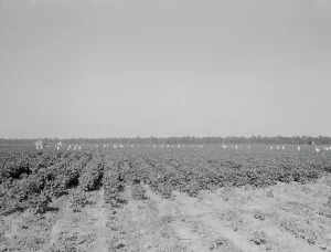 Mississippi United States Of America Prints: Cotton hoers on the Aldridge Plantation near Leland