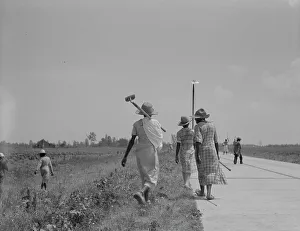 Hoeing Prints: Cotton hoers (day laborers) move from one field across