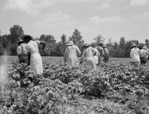 Hoeing Prints: Cotton hoers on the Mississippi Delta, 1937. Creator: Dorothea Lange