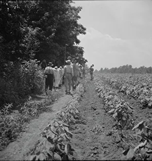 Hoeing Prints: These cotton hoers work from 6 am to 7 pm for one dollar near Clarksdale