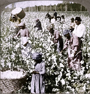Cotton Field Gallery: Cotton is king - plantation scene with pickers at work. Georgia, c1900