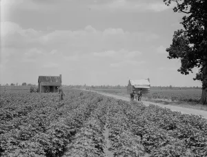 Mississippi United States Of America Prints: A cotton patch in the Delta area in Mississippi, 1937. Creator: Dorothea Lange