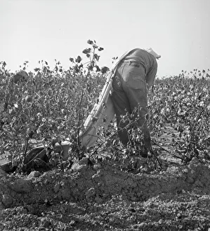 Cotton Sack Prints: Cotton picker, San Joaquin Valley, California, 1936. Creator: Dorothea Lange