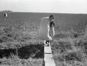 Cotton Sack Prints: Cotton picker, San Joaquin Valley, California, 1936. Creator: Dorothea Lange