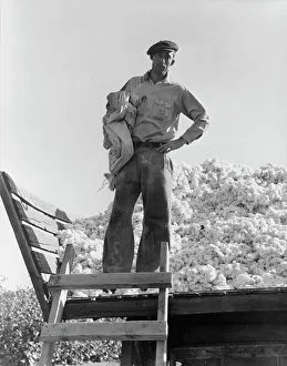 Picker Prints: Cotton picker, Southern San Joaquin Valley, California, 1936. Creator: Dorothea Lange