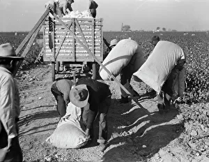 Cotton pickers bringing in their pick to be weighed, San Joaquin Valley, California, 1936. Creator: Dorothea Lange. Cotton pickers bringing in their pick to be weighed, San Joaquin Valley, California, 1936. Creator: Dorothea Lange
