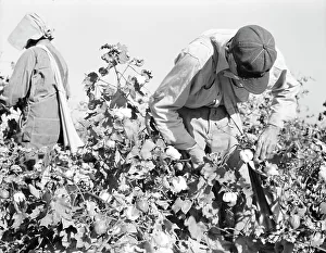 Sacks Prints: Cotton pickers, Southern San Joaquin Valley, California, 1936. Creator: Dorothea Lange