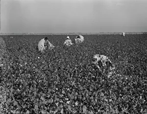 Sacks Prints: Cotton pickers at work in the southern San Joaquin Valley
