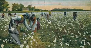 Cotton Plantation Gallery: Cotton Picking, Augusta, Georgia, c1900
