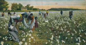 Cotton Field Gallery: Cotton Picking, Augusta, Georgia, c1900