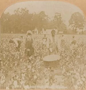 Cotton Field Gallery: Cotton-Picking. c1900