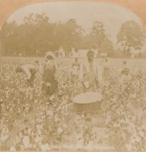 Cotton Field Gallery: Cotton-Picking. c1900