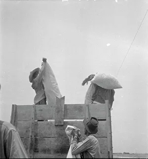 Sacks Prints: Cotton picking in south Texas, 1936. Creator: Dorothea Lange