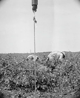 Picker Prints: Cotton picking in south Texas, 1936. Creator: Dorothea Lange