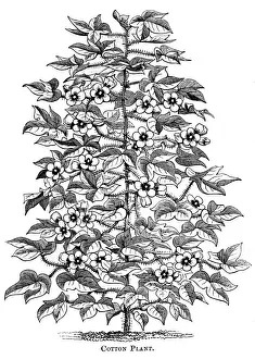 Raw Materials Prints: Cotton plant, c1880