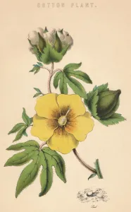 Cotton Plantation Gallery: Cotton Plant, c19th century