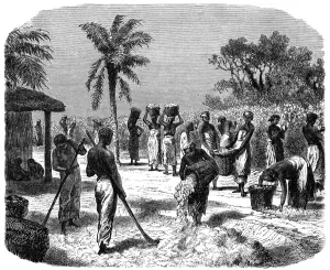 Cotton Plantation Gallery: A cotton plantation, c1880