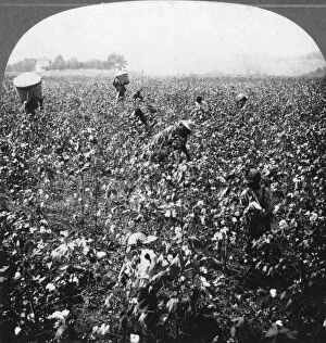 Cotton Picker Gallery: A cotton plantation, Rome, Georgia, USA, 1898.Artist: BL Singley