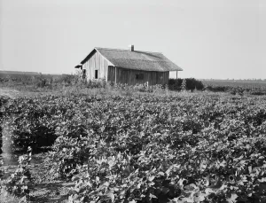 Mississippi United States Of America Prints: Cotton is planted close to the abandoned cabins