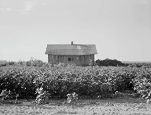 Mississippi United States Of America Prints: Cotton is planted close to the abandoned cabins