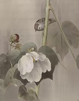 Rain Collection: Cotton Rose Mallows in the Rain, ca. 1891-92. Creator: Okada Baison