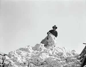 Cotton Sack Prints: Cotton, San Joaquin Valley, California, 1936. Creator: Dorothea Lange