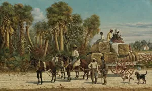 Abolitionism Collection: The Cotton Wagon, 1880s