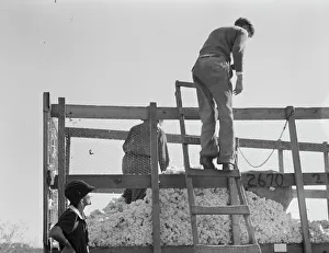 Cotton Bolls Prints: Cotton weigher, Southern San Joaquin Valley, California, 1936. Creator: Dorothea Lange
