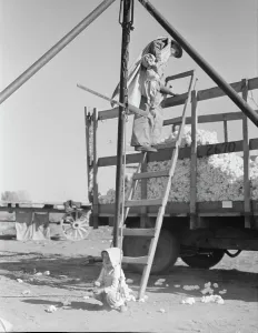 Weighing Prints: Cotton weigher, Southern San Joaquin Valley, California, 1936. Creator: Dorothea Lange
