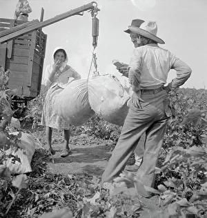 Weighing Prints: Cotton weighing near Brownsville, Texas, 1936. Creator: Dorothea Lange