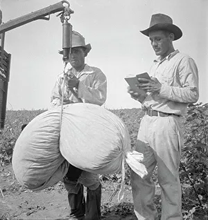 Weighing Prints: Cotton weighing near Robstown, Texas, 1936. Creator: Dorothea Lange
