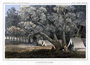 Beverley Gallery: A Cotton Wood Grove, 1856. Artist: John Mix Stanley