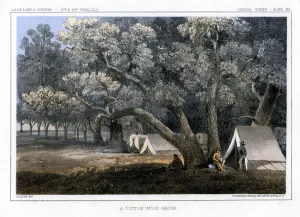 Tucker Prints: A Cotton Wood Grove, 1856. Artist: John Mix Stanley