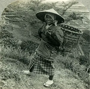 A Country Girl among the Famous Tea Fields of Shizuoka, Japan, c1930s. Creator: Unknown