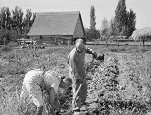 Couple digging their sweet potatoes in the fall, Irrigon, Morrow County, Oregon, 1939. Creator: Dorothea Lange