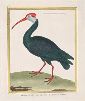 Wading Bird Gallery: Courly àtête nu, du Cap de bonne Esperance (Bald Ibis from the Cape of Good