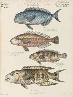 Scholarship Prints: Cours d histoire naturelle, 1825-1826. Creator: Oudart, Paul Louis (1796-1860)