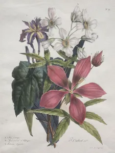 Godefroy Engelmann Prints: Cours dHistoire Naturelle, contenant les principales especes du regne animal…
