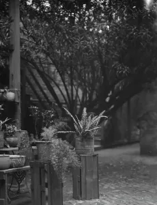 Crates Prints: Courtyard, New Orleans, between 1920 and 1926. Creator: Arnold Genthe